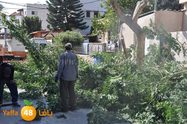 trees lud 1112 (24).JPG